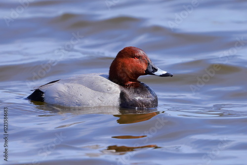 Common pochard, Aythya ferina, Czech republic