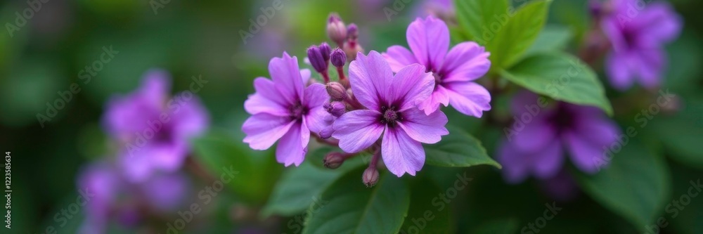 Shali violet blooms in clusters of five on the bush, clusters, bush, greenery Shali violet blooms in clusters of five on the bush, clusters, bush, greenery
