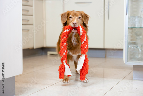 Senior dog wants to play. Toller standing and looking at It’s owner with toy in It’s mouth