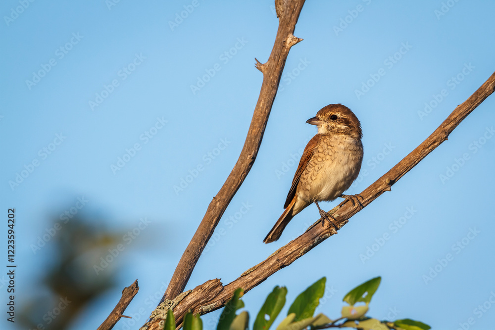 Red-backed Shrike female standing on branch isolated in blue sky in Greater Kruger National park, South Africa ; Specie Lanius collurio family of Laniidae Red-backed Shrike female standing on branch isolated in blue sky in Greater Kruger National park, South Africa ; Specie Lanius collurio family of Laniidae