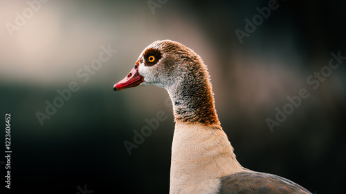 Duck high resolution