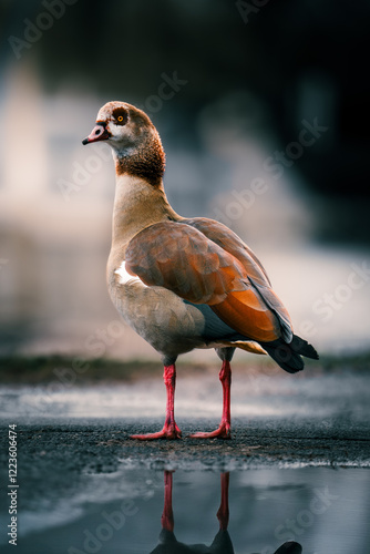 Duck Ente