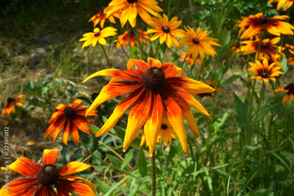 Yellow daisies with brown centers growing freely Yellow daisies with brown centers growing freely