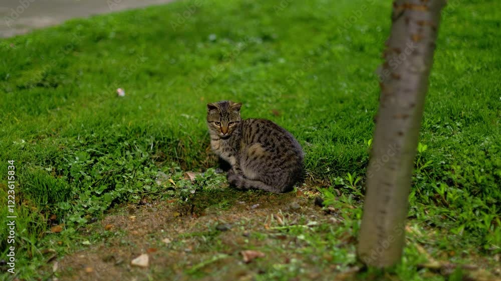 Cat in the grass Cat in the grass