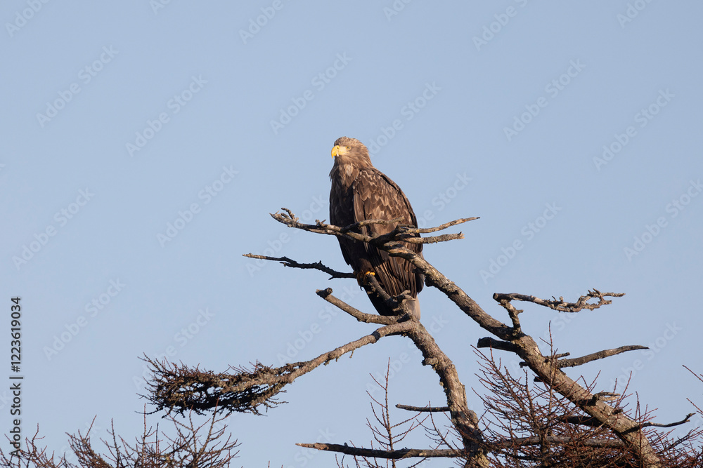 White-tailed eagle sits on a tree against the sky White-tailed eagle sits on a tree against the sky
