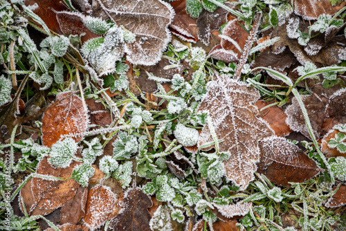 background of foliage in hoar frost as symbol for season winter in harmonic color photo