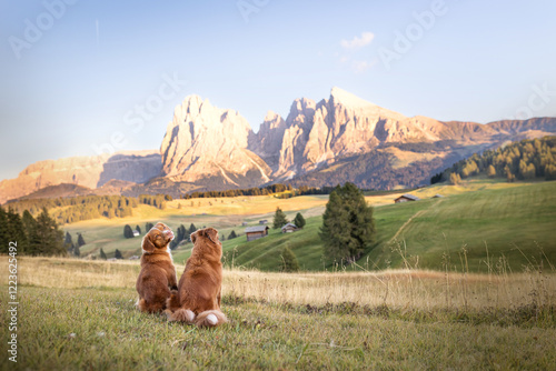 Two dog sitting in front of beautiful mountain landscape in Dolomites. Hiking nova scotia duck tolling retriever dogs