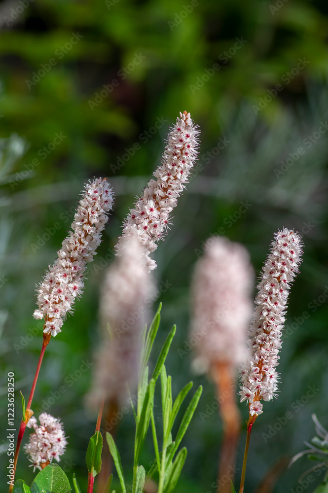 Bistorta affinis fleece flower in bloom, beautiful white purple knotweed Himalayan Persicaria bistort flowering plant in garden