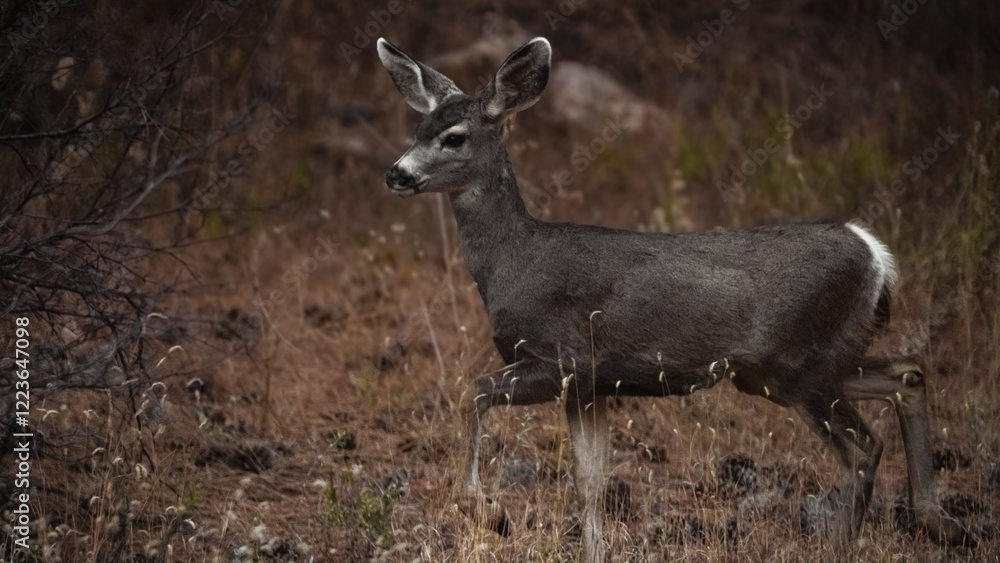 Mule Deer Walking Through A Thick Forest 5 Mule Deer Walking Through A Thick Forest 5