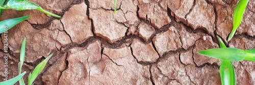 Cracked dry soil with green leaves depicting environmental drought concept