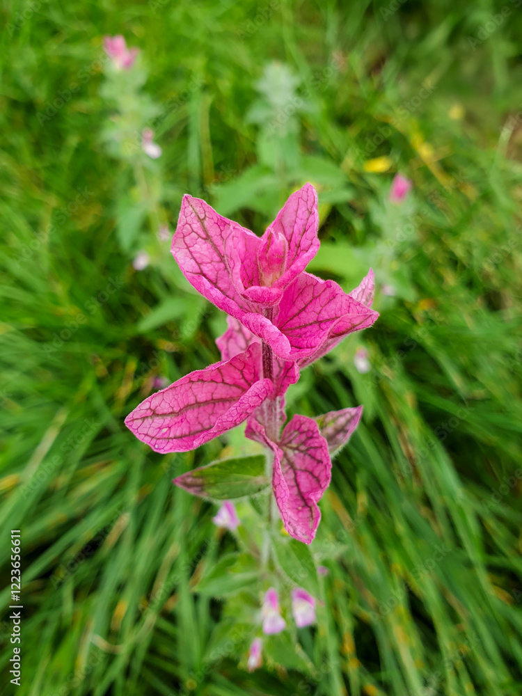 Wild clary also Annual clary also Bluebeard (Buntschopf- Salbei also Bunter Salbei) Salvia viridis L.