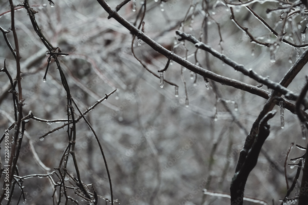Ice on branches of trees in woods during freezing winter season temperature of Texas weather. Ice on branches of trees in woods during freezing winter season temperature of Texas weather.