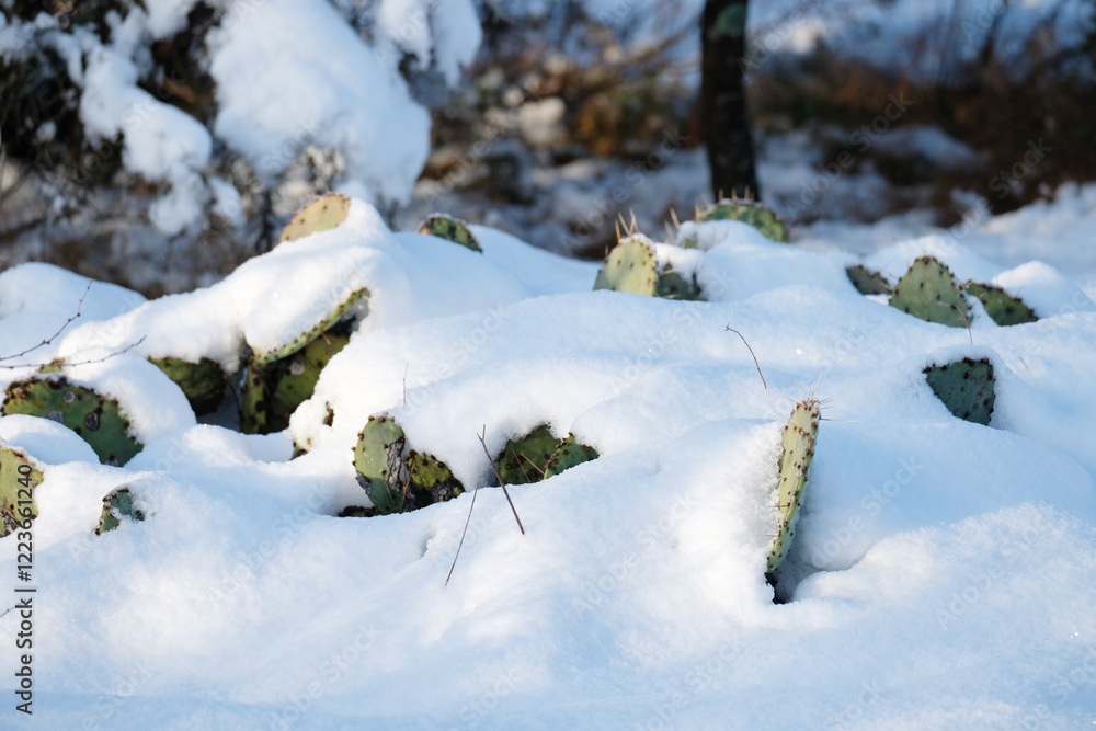 Prickly pear cactus plant in Texas winter snow closeup during winter weather in landscape. Prickly pear cactus plant in Texas winter snow closeup during winter weather in landscape.