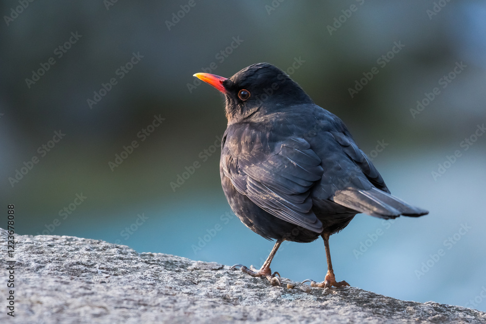 Male Blackbird Standing on a Stone Fence is Being Caressed by the Winter Morning Sun Male Blackbird Standing on a Stone Fence is Being Caressed by the Winter Morning Sun