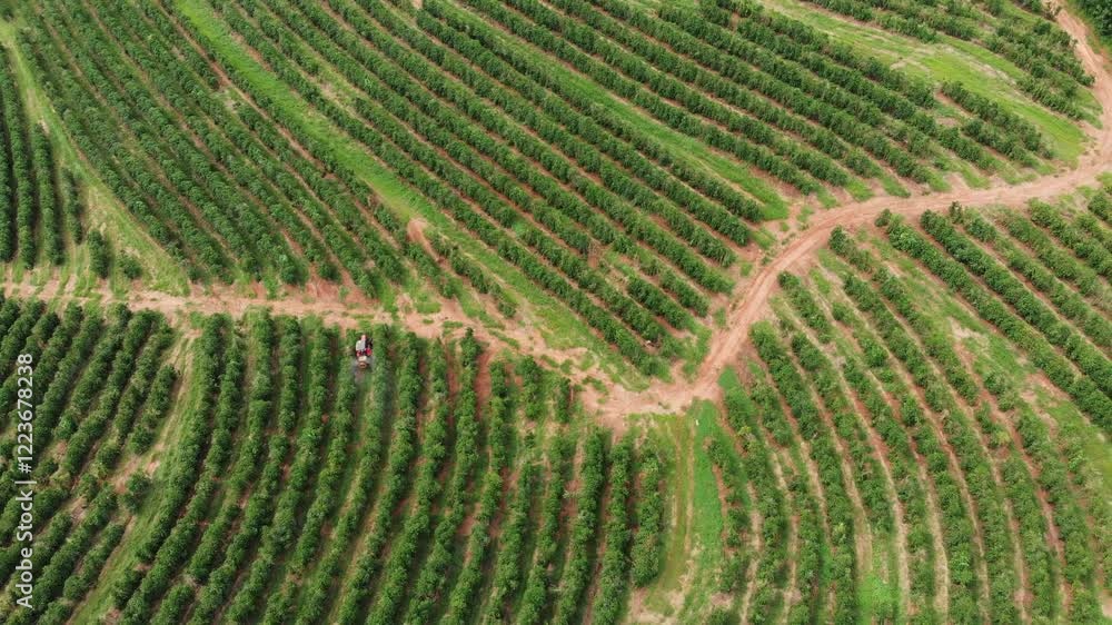 Trator fertilizando lavoura de café, Minas Gerais, Brasil Trator fertilizando lavoura de café, Minas Gerais, Brasil
