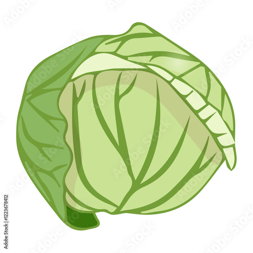 White cabbage in flat style. Vector illustration isolated on white background.