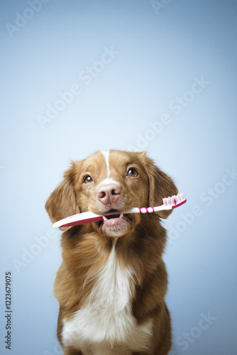 Nova scotia duck tolling retriever dog holding a toothbrush in its mouth, heathy teeth, dental care