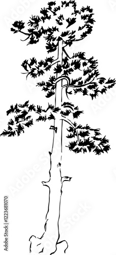 sketch redwood vector illustration