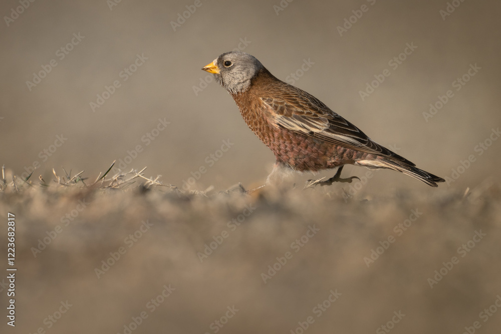 Fototapeta premium Gray-crowned Rosy-Finch