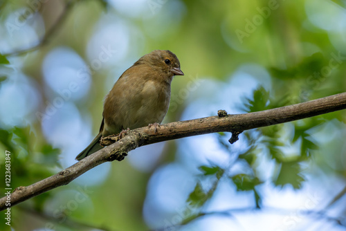 Canvas Print Female Chaffinch (Fringilla coelebs), common in European woodlands, spotted on B