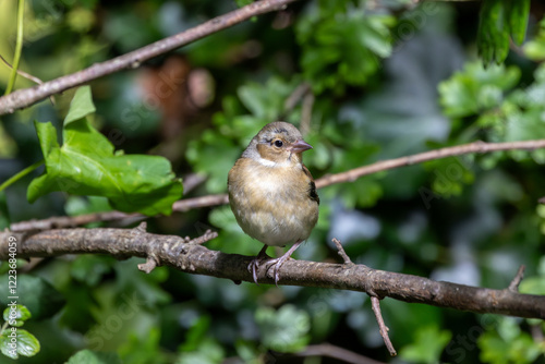 Canvas Print Female Chaffinch (Fringilla coelebs), common in European woodlands, spotted on B