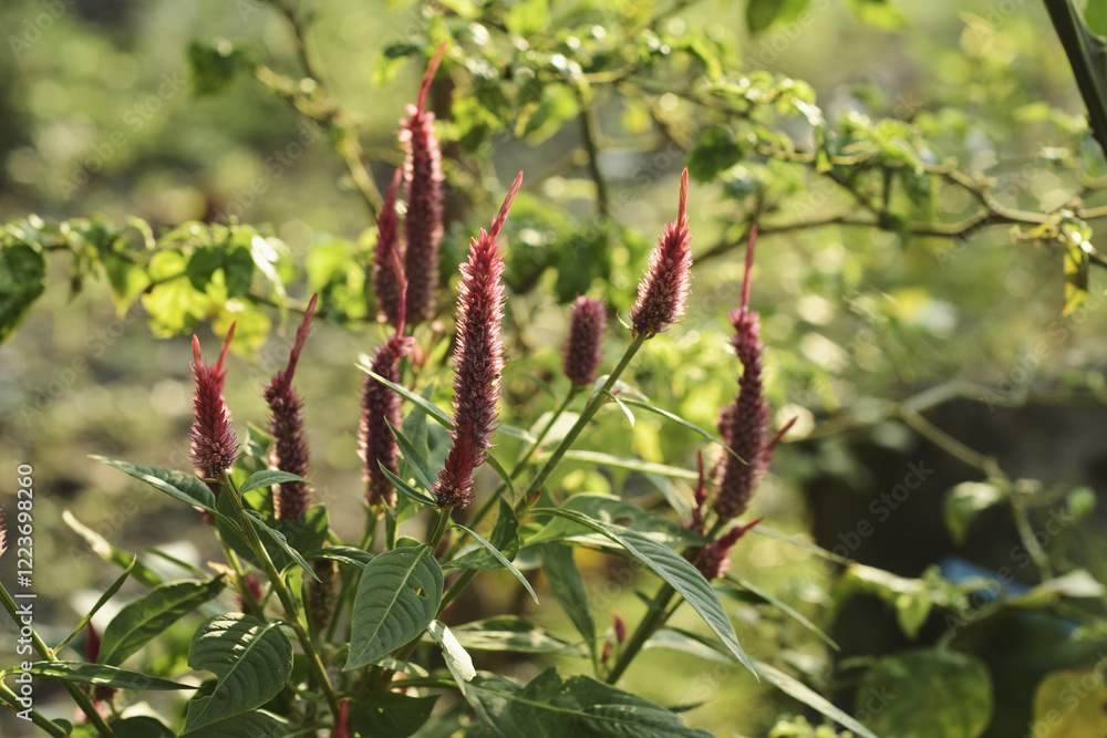 Obraz premium beautiful amaranthus cruentus flowers in the morning sunlight