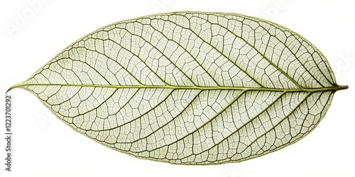 Skeletonized Leaf, Veins, Botany, Nature