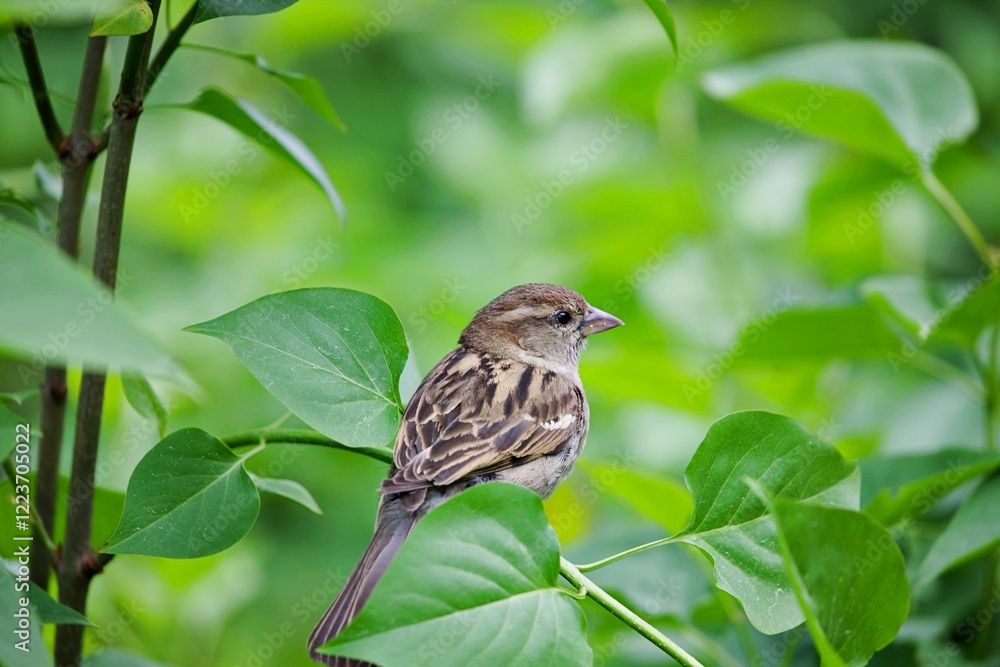Fototapeta premium Spatz ruht sich aus