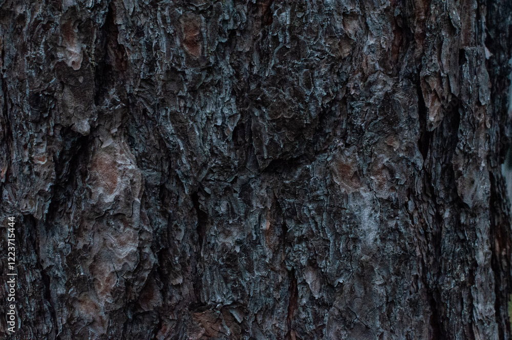 Tree bark close-up, wood texture Tree bark close-up, wood texture