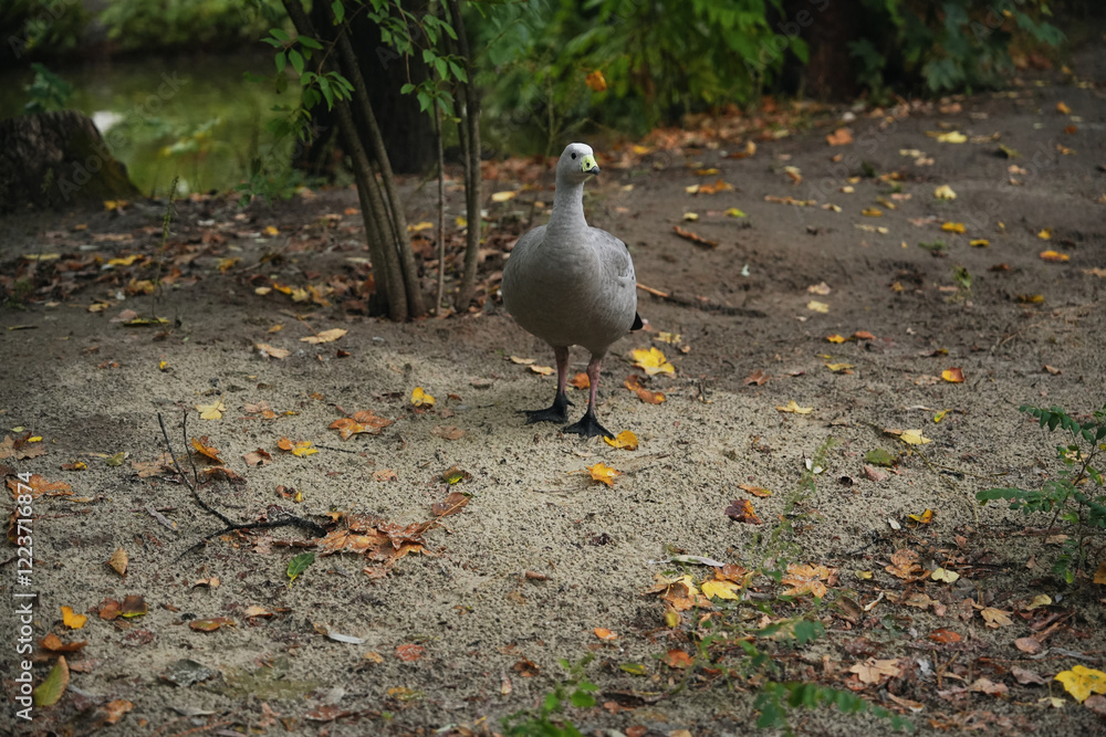 Fototapeta premium Gray goose wandering on a sandy forest floor among fallen leaves