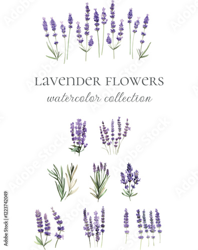 lavender plants herbs watercolor collection