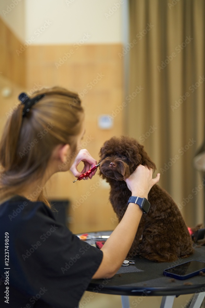 Fototapeta premium Dog grooming session indoors at a pet salon during the day