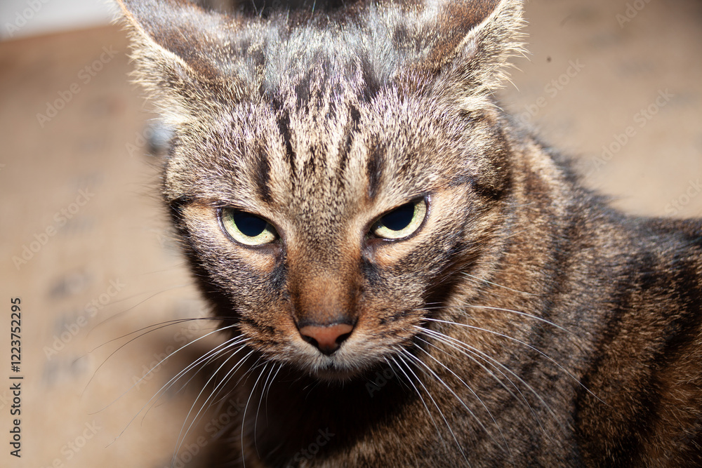 Katze hat schlechte Laune. Grimmiges Gesicht mit wütendem Ausdruck Katze hat schlechte Laune. Grimmiges Gesicht mit wütendem Ausdruck