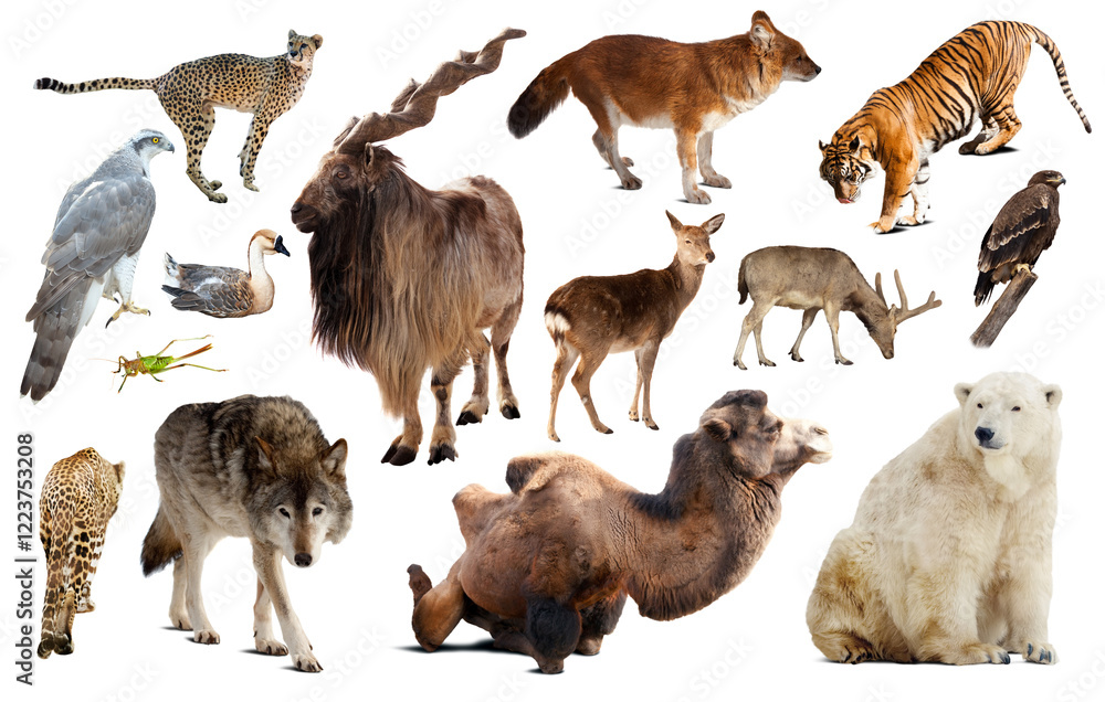 Obraz premium assortment of many kind of asian wild birds, reptiles and animals on white background
