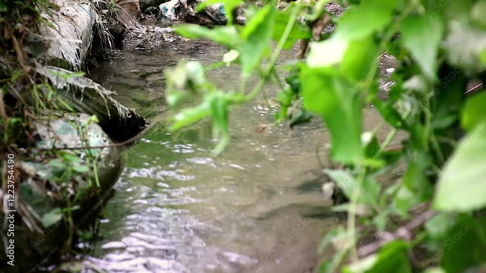 Lush Green Plants Around a River Flowing in the Wilderness Lush Green Plants Around a River Flowing in the Wilderness