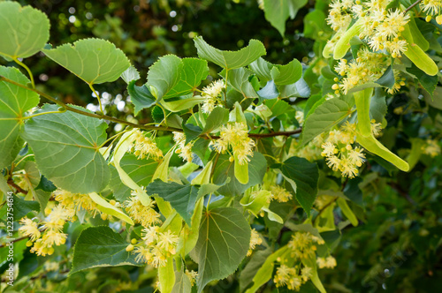 Linden tree flowers clusters tilia cordata, europea, small-leaved lime, littleleaf linden bloom. Pharmacy, apothecary, natural medicine, healing herbal tea, aromatherapy. Spring background.