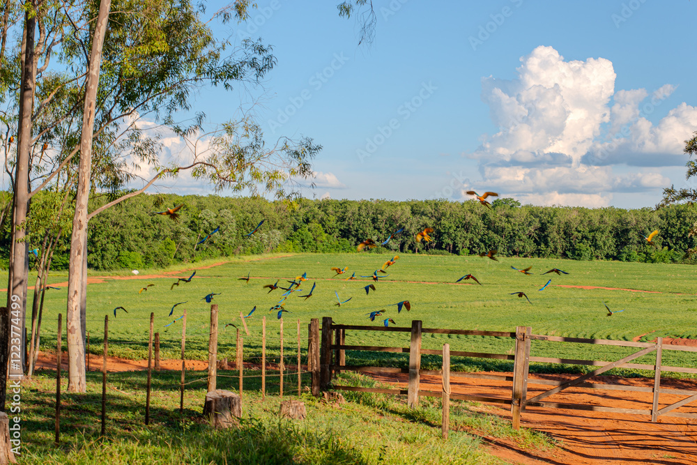 Obraz premium Pássaros Araras 