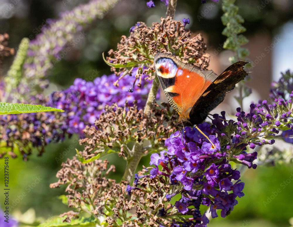 Peacock butterfly on a buddleia bush. Peacock butterfly on a buddleia bush.