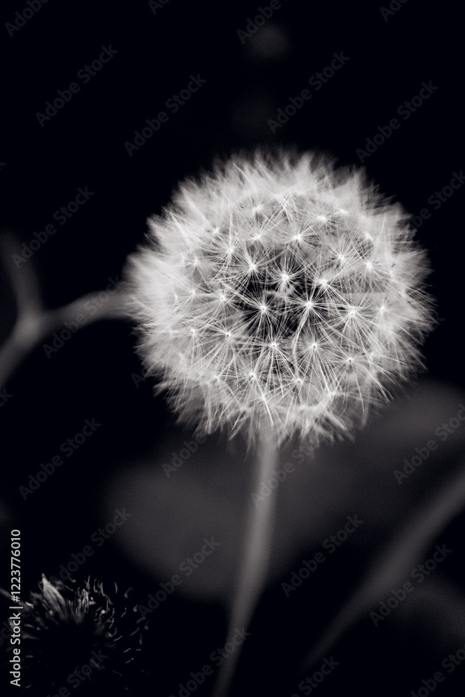 Obraz premium dandelion on black