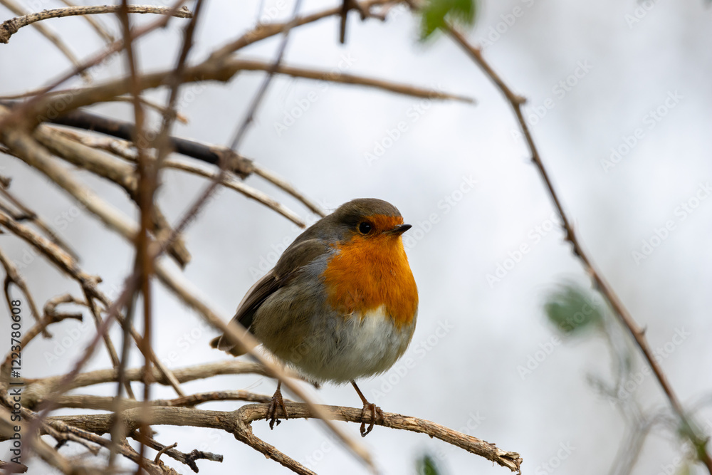 Robin Redbreast (Erithacus rubecula), common in gardens and parks, spotted in Father Collins Park, Dublin. Robin Redbreast (Erithacus rubecula), common in gardens and parks, spotted in Father Collins Park, Dublin.