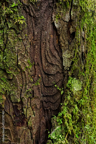 Rimu tree bark, Kahurangi National Park, New Zealand.