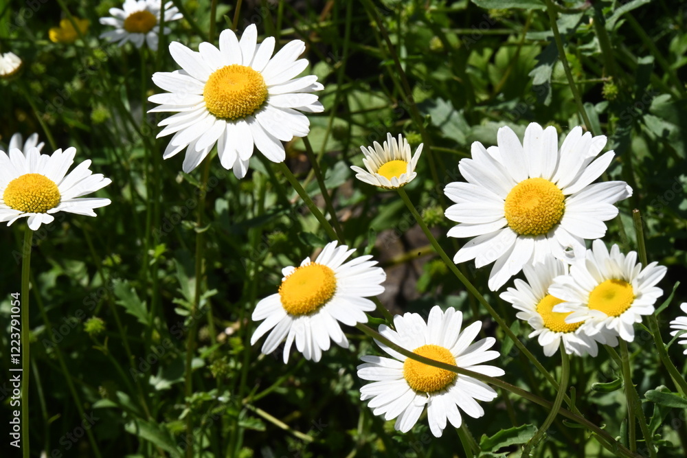 beautiful daisies on the background of the sea, beautiful daisies on the background of the sea,