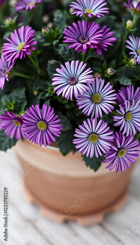 Wallpaper Mural Vibrant Purple Osteospermum Flowers in Terracotta Pot Torontodigital.ca