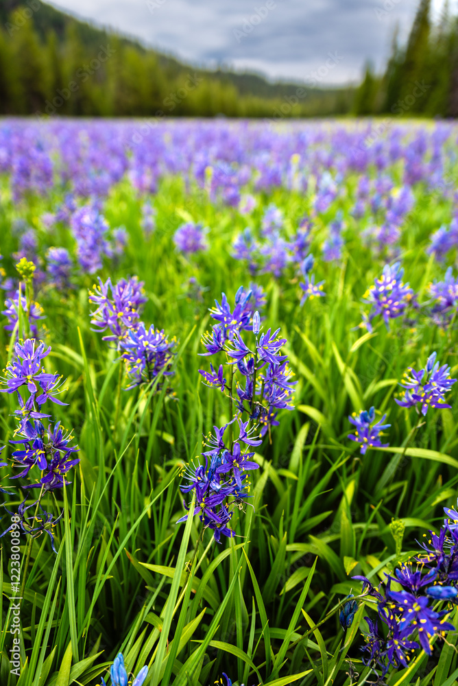 Super Bloom Of Beautiful Camas Root Flower Super Bloom Of Beautiful Camas Root Flower