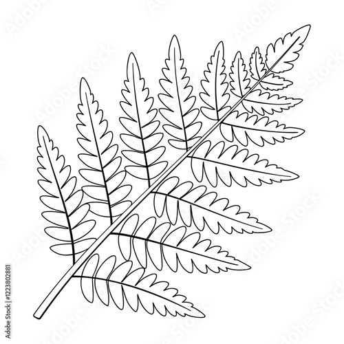 fern plant doodle style line art. fern leaf Hand drawn black and white. Evergreen indoor plant foliage element for web graphic design poster tattoo Coloring page. Vector illustration