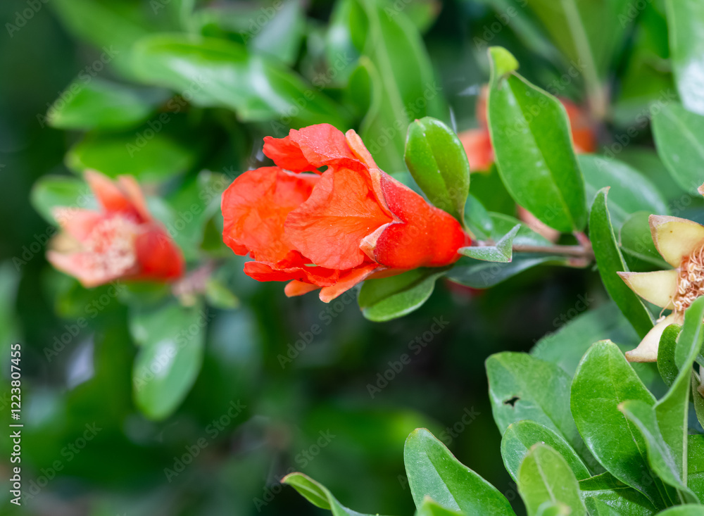photo of fruit trees, red flowering pomegranate tree photo of fruit trees, red flowering pomegranate tree