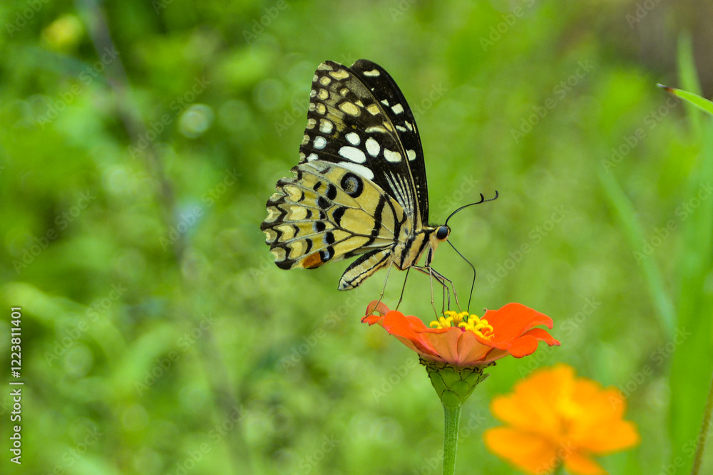 butterfly on a flower,kupu-kupu jeruk butterfly on a flower,kupu-kupu jeruk