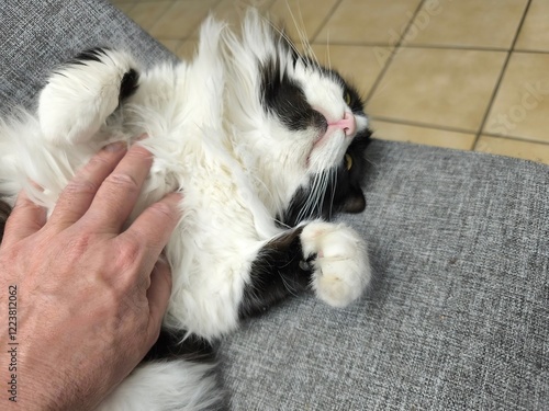 The Ragamuffin cat is delighted to have her belly stroked photo