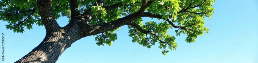 Fototapeta premium Mature tree with thick trunk and sprawling canopy, set against a bright blue sky, isolated tree, white backdrop, nature