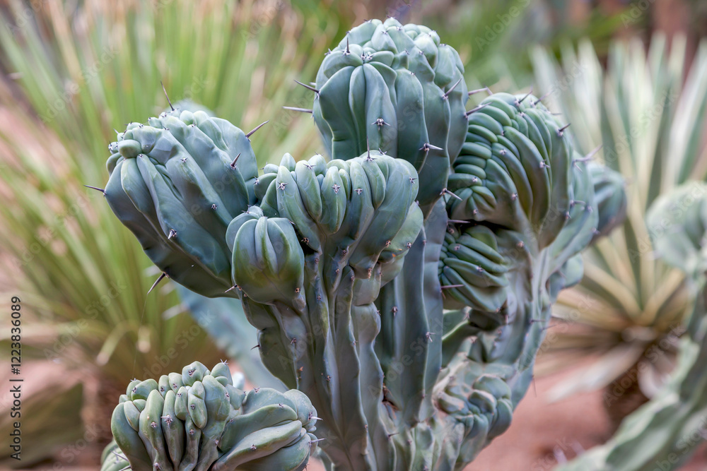Obraz premium Myrtillocactus geometrizans cristata